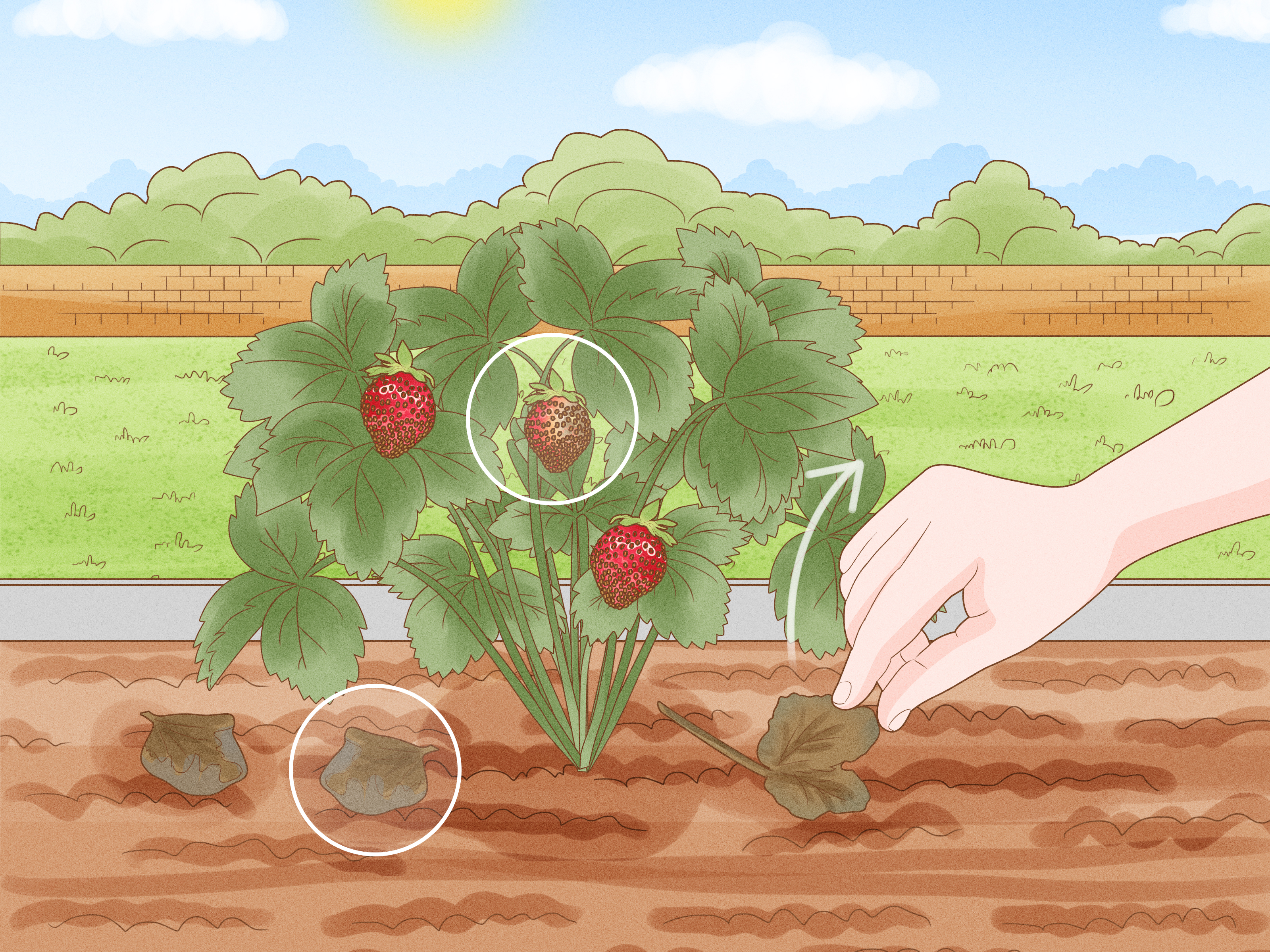 How to Identify and Treat Strawberry Diseases