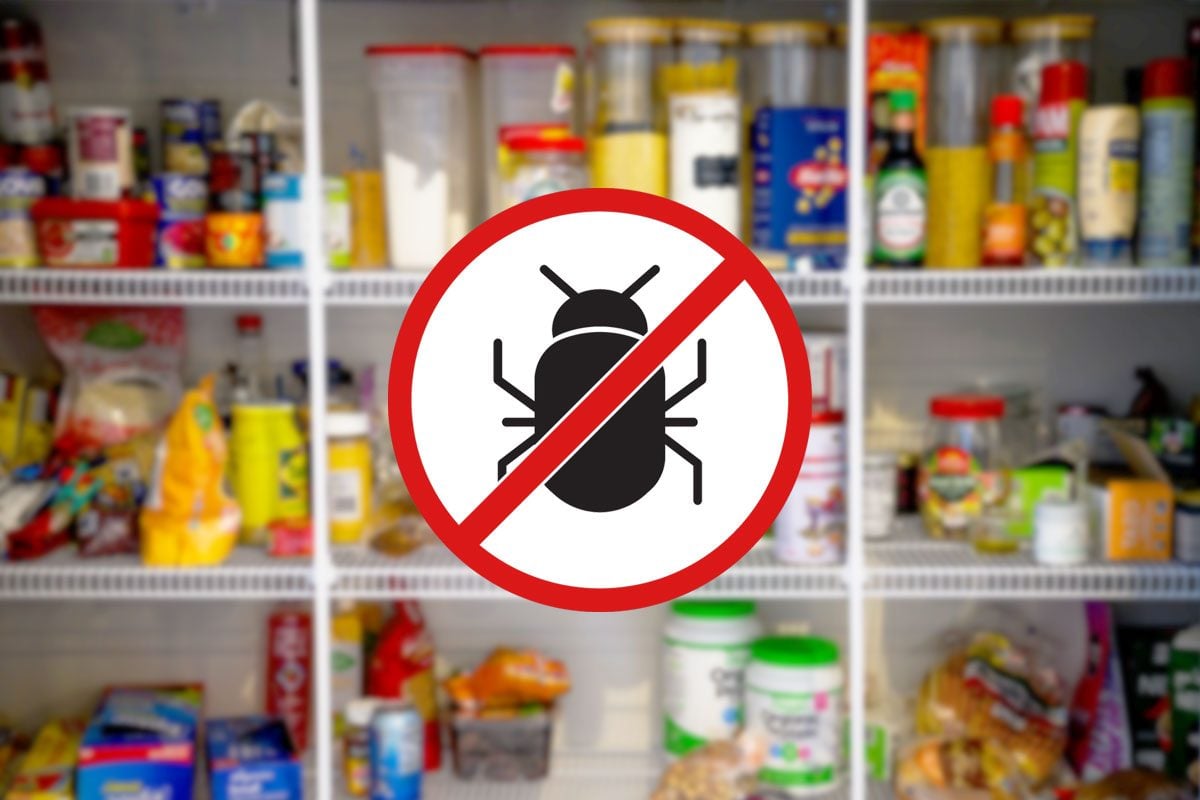 11 Best Ways to Protect Your Pantries From Pests