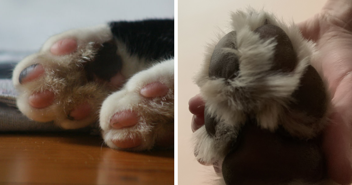Hey Pandas, Show Us A Picture Of Your Pet’s Toe Beans