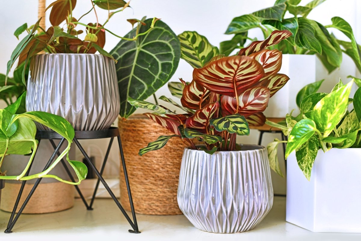 10 Variegated Plants That Pack the Most Visual Interest – Bob Vila